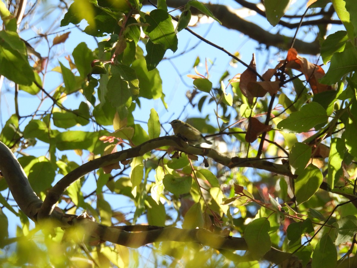 Tennessee Warbler - ML640737846