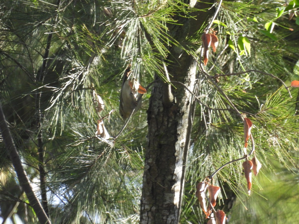 Tennessee Warbler - ML640737847