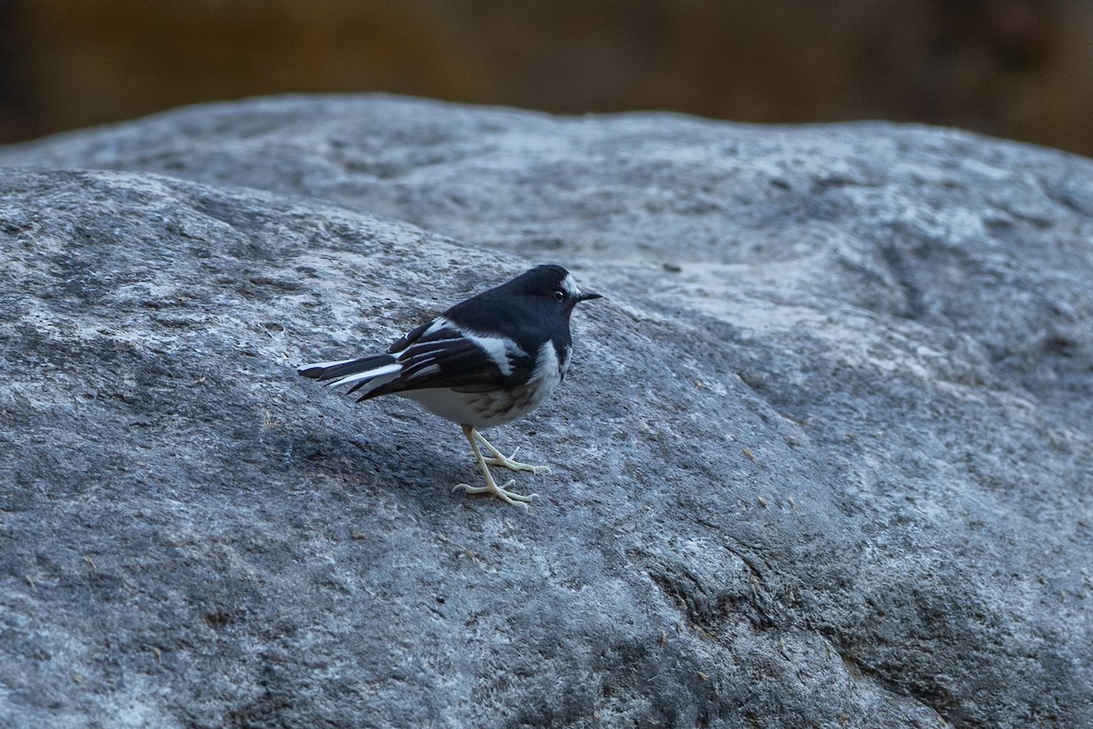Little Forktail - ML640737870