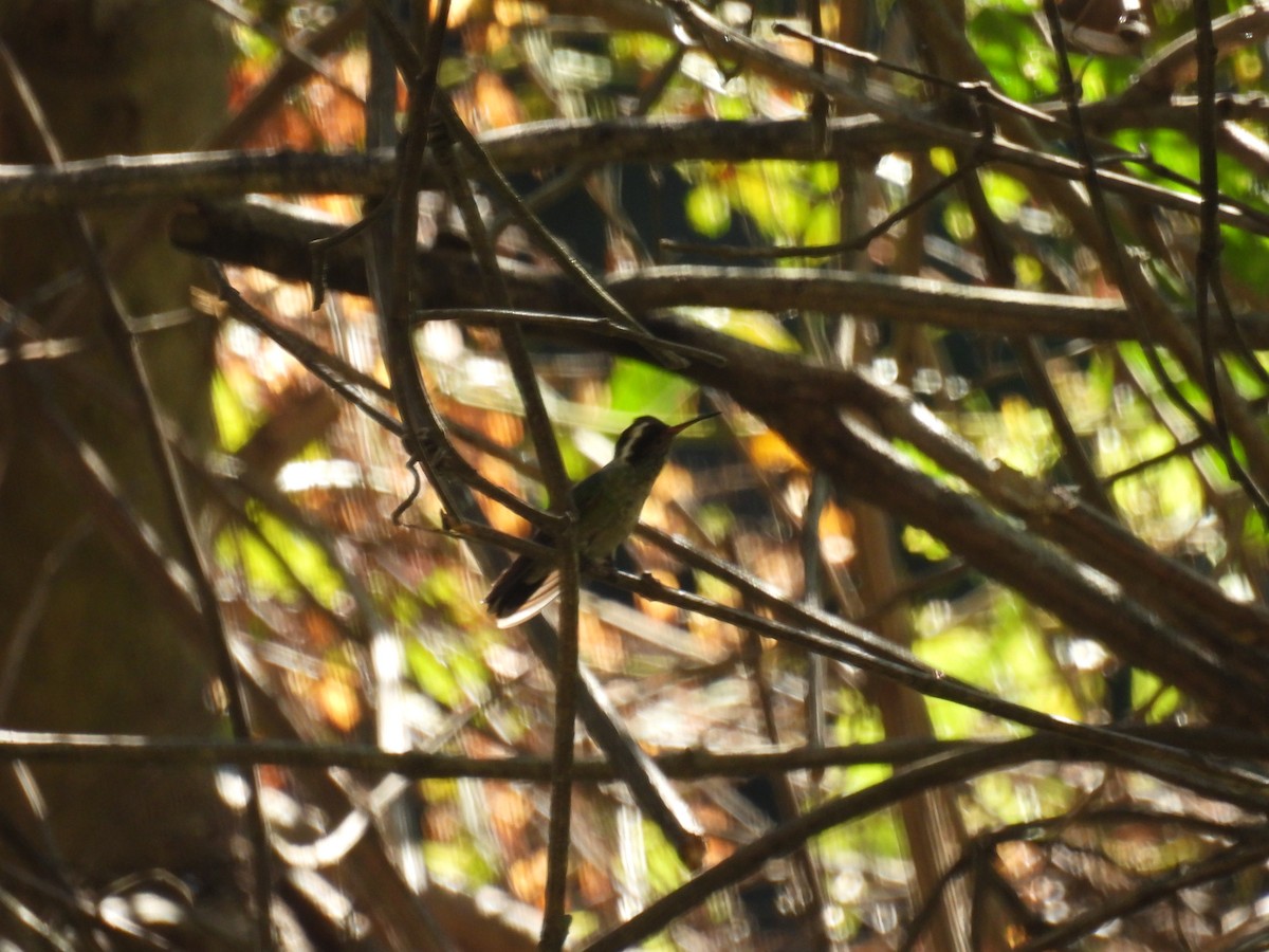 White-eared Hummingbird - ML640737896