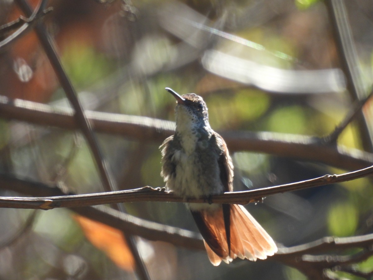 Azure-crowned Hummingbird - ML640737918