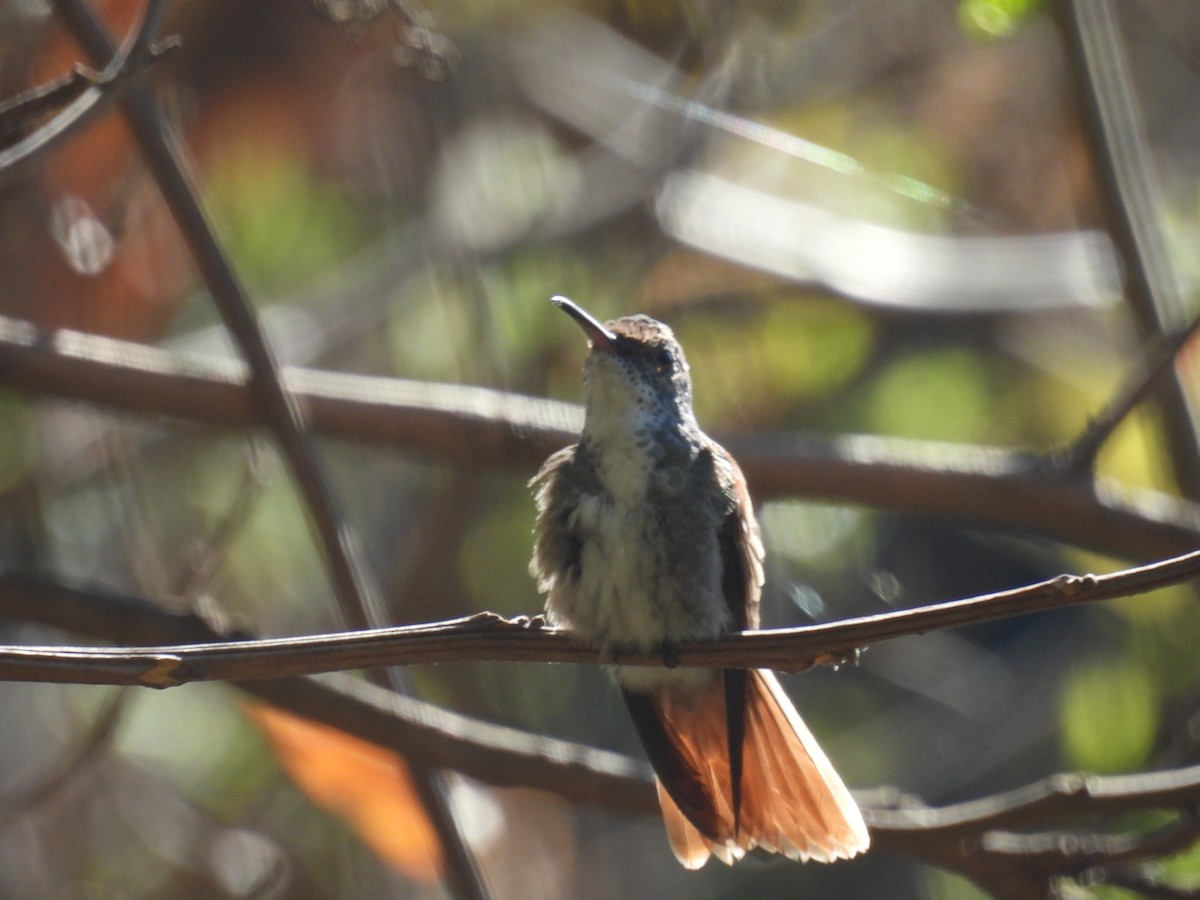 Azure-crowned Hummingbird - ML640737919