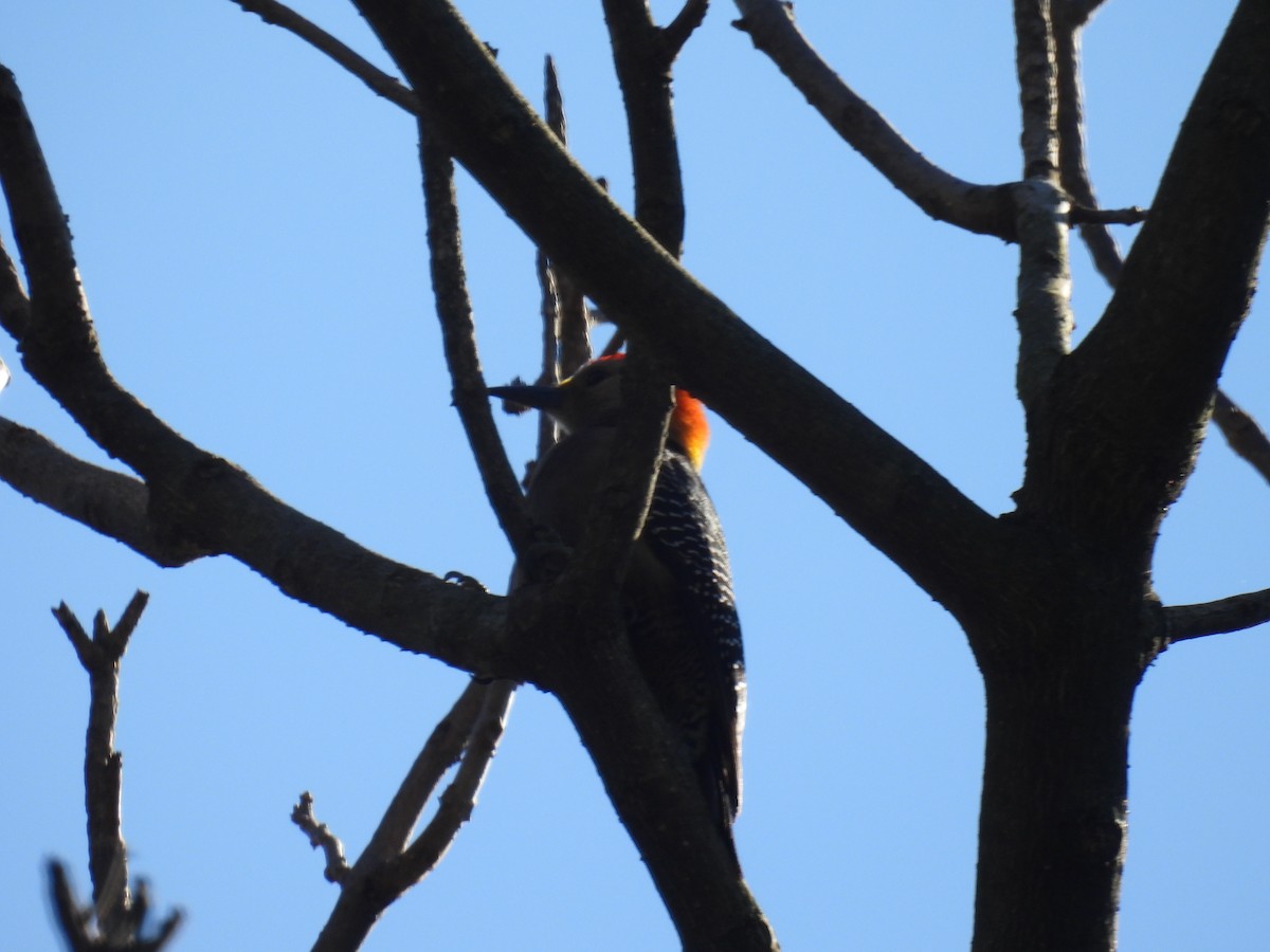 Golden-fronted Woodpecker - ML640737947
