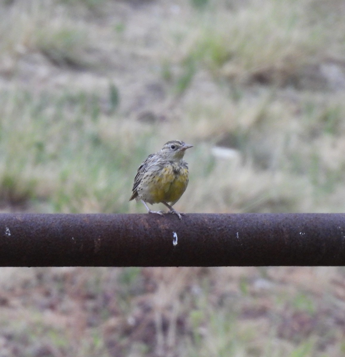 Western Meadowlark - ML640737953