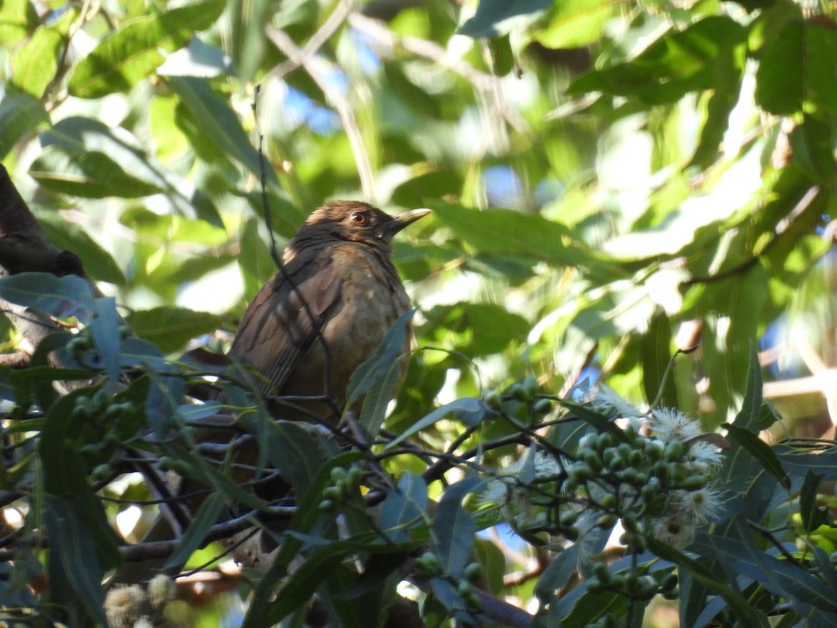 Clay-colored Thrush - ML640737971