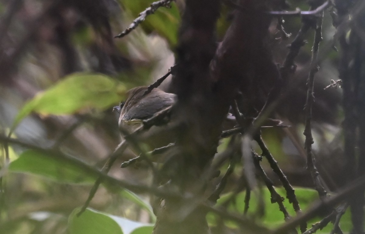 Handsome Flycatcher - ML640737979