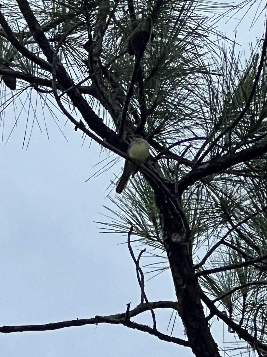 Western Kingbird - ML640738063