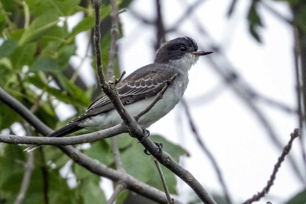 Eastern Kingbird - ML640738114