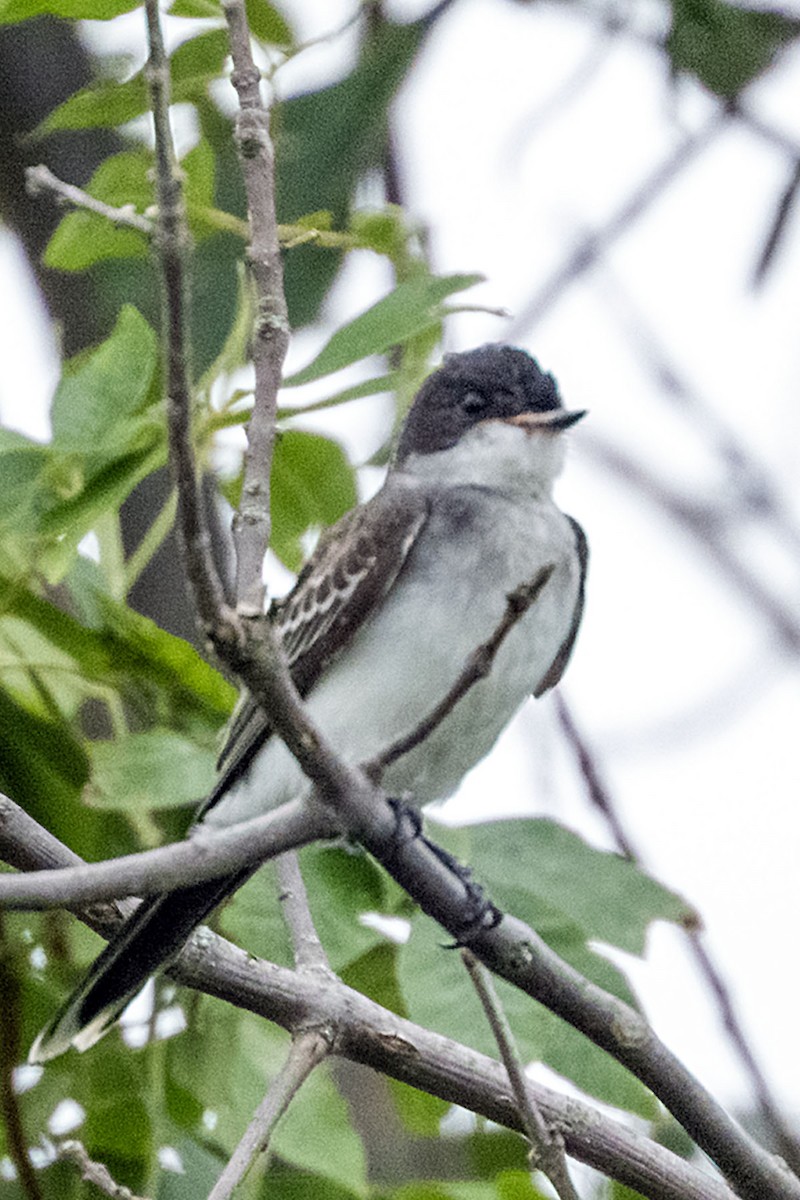 Eastern Kingbird - ML640738115