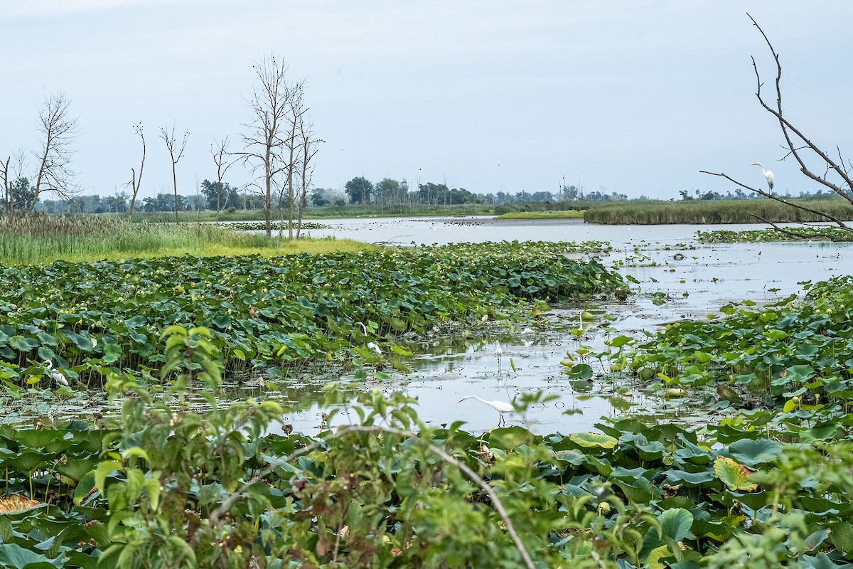 Great Egret - ML640738164