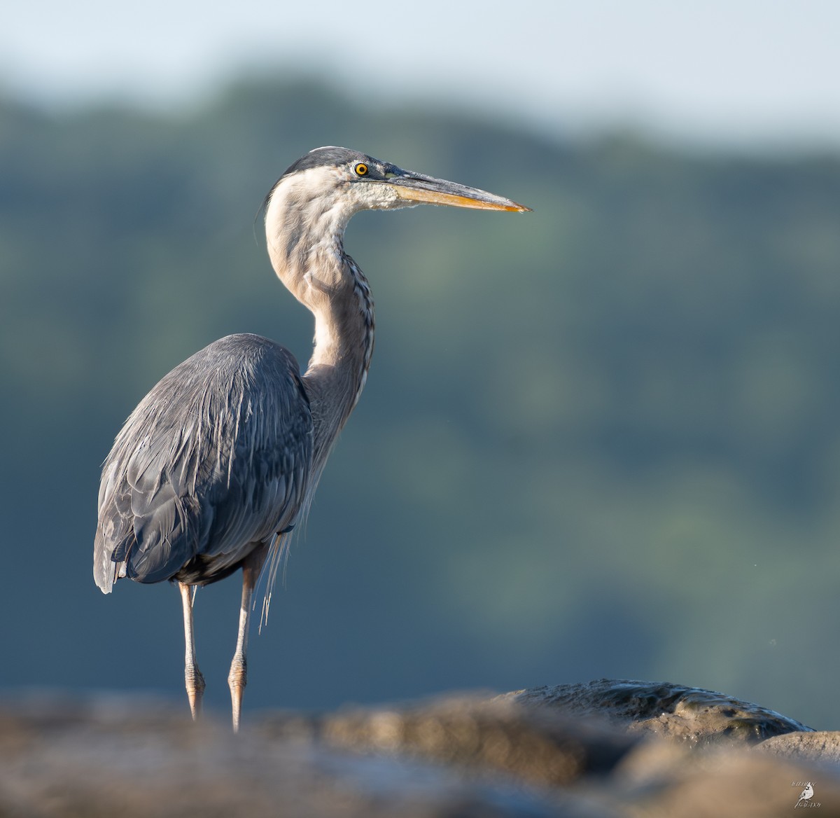 Great Blue Heron - ML640738189