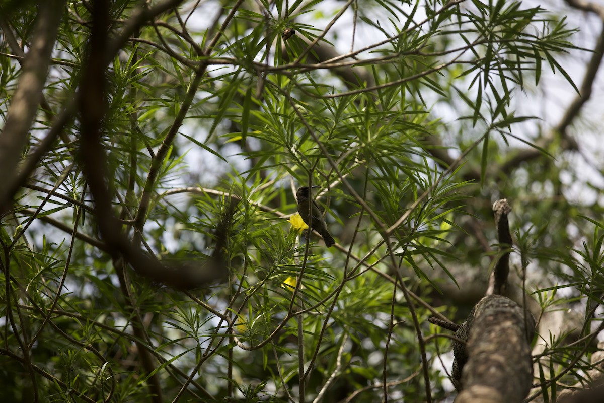 Olive Sunbird - ML640738199