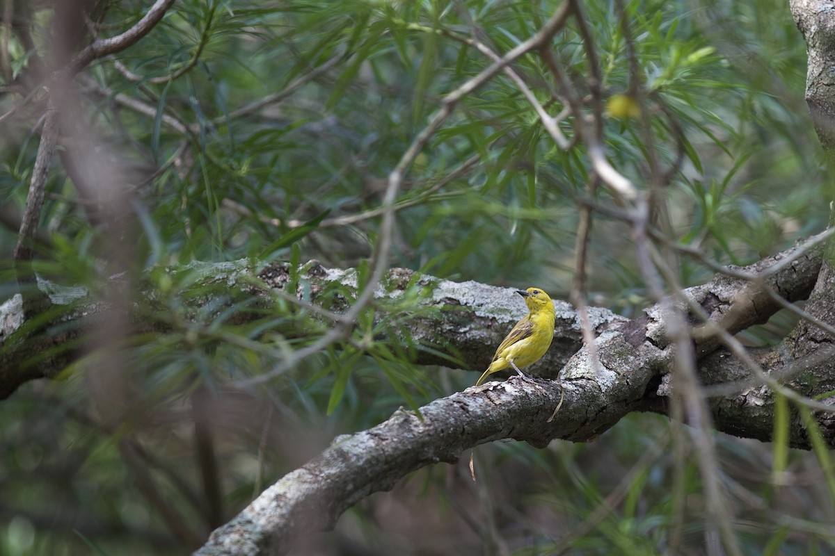 Slender-billed Weaver - ML640738212