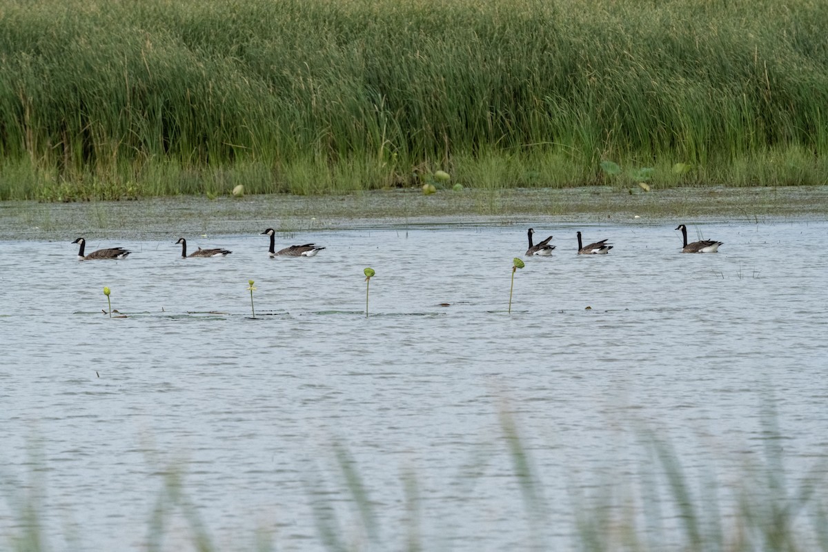 Canada Goose - ML640738218