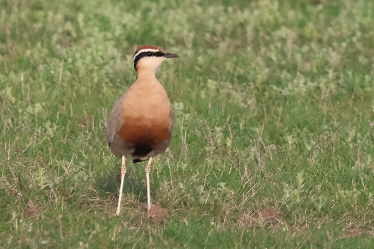 Indian Courser - ML640738223