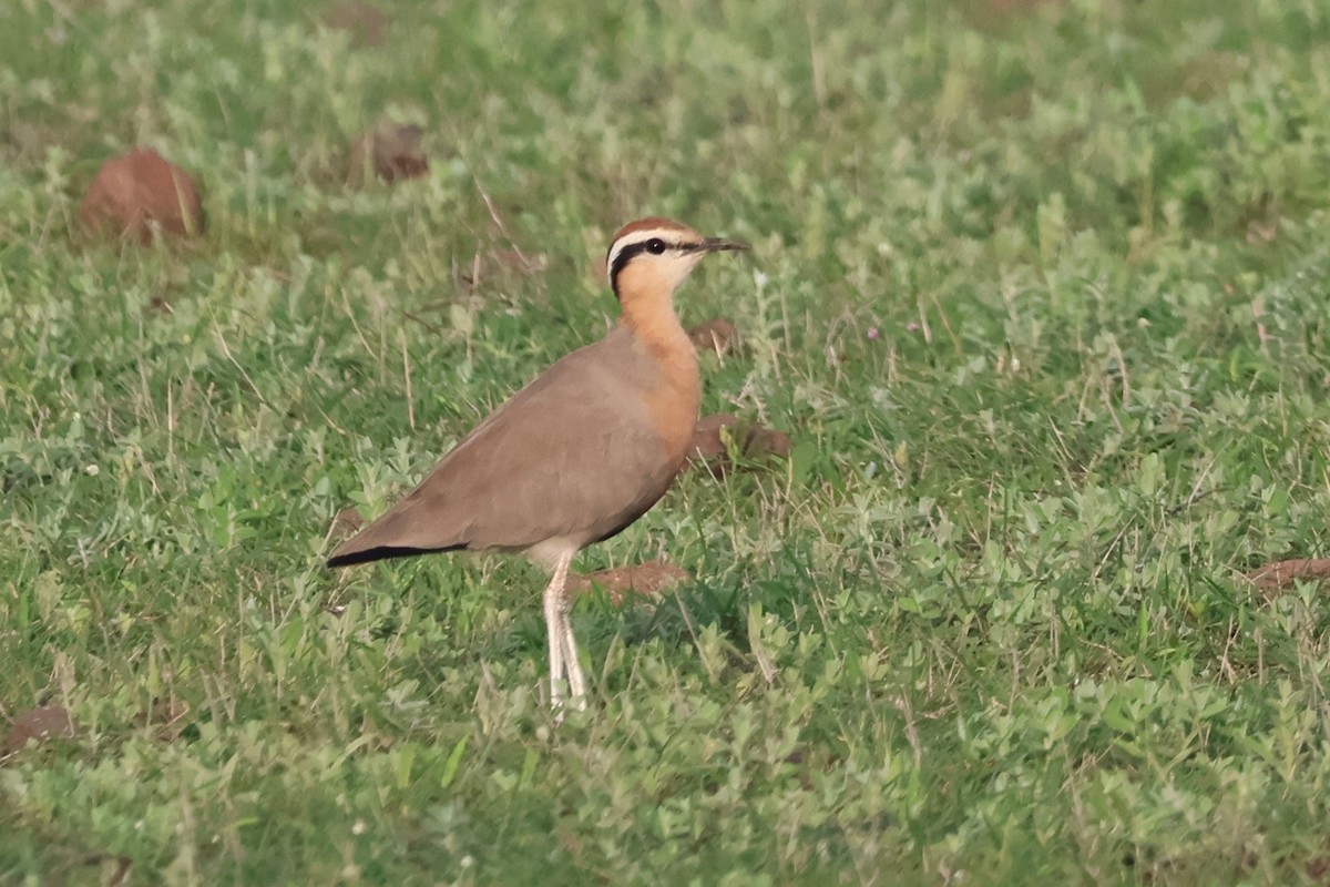 Indian Courser - ML640738230