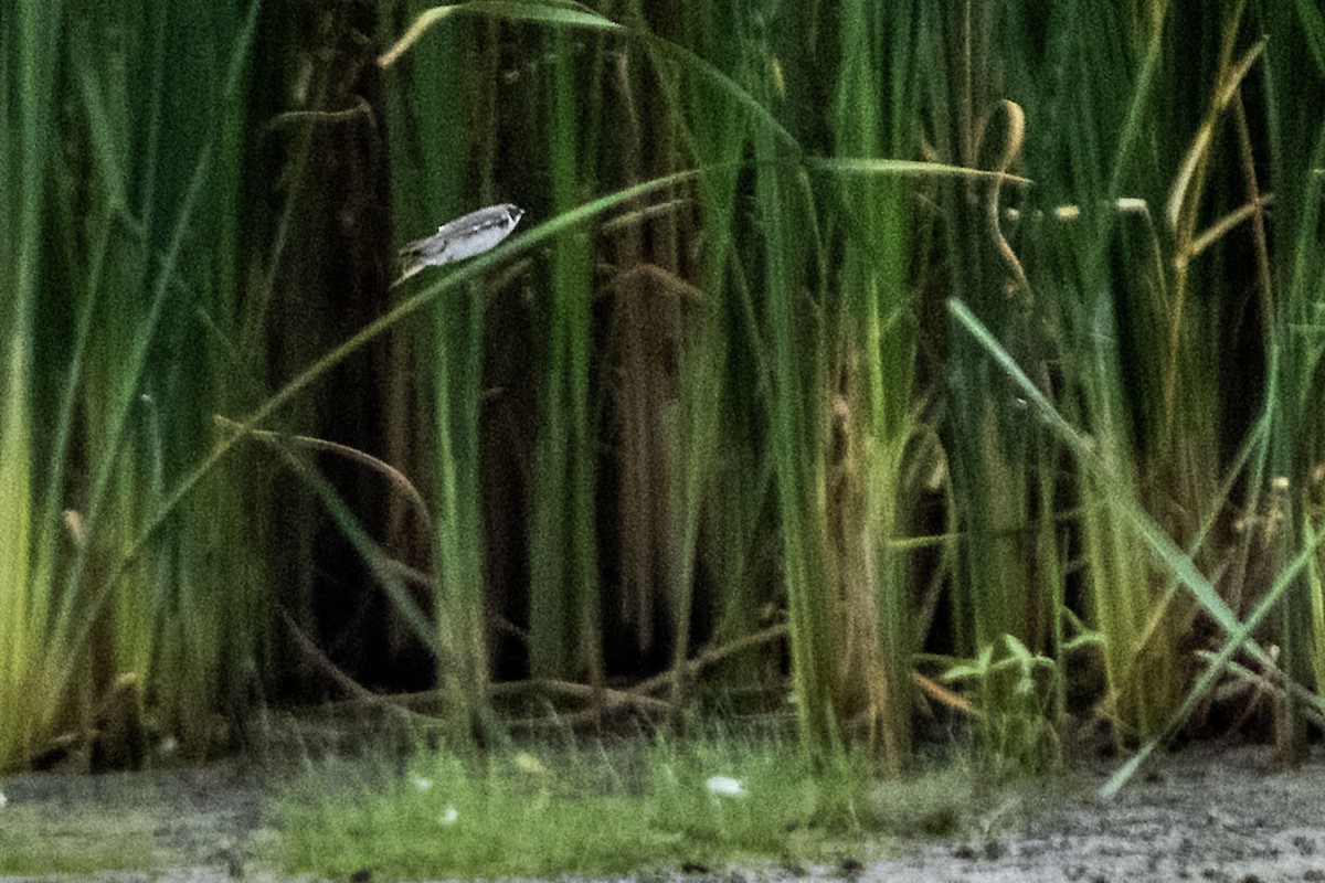 swallow sp. - ML640738244