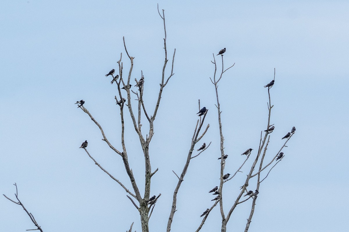 swallow sp. - ML640738246