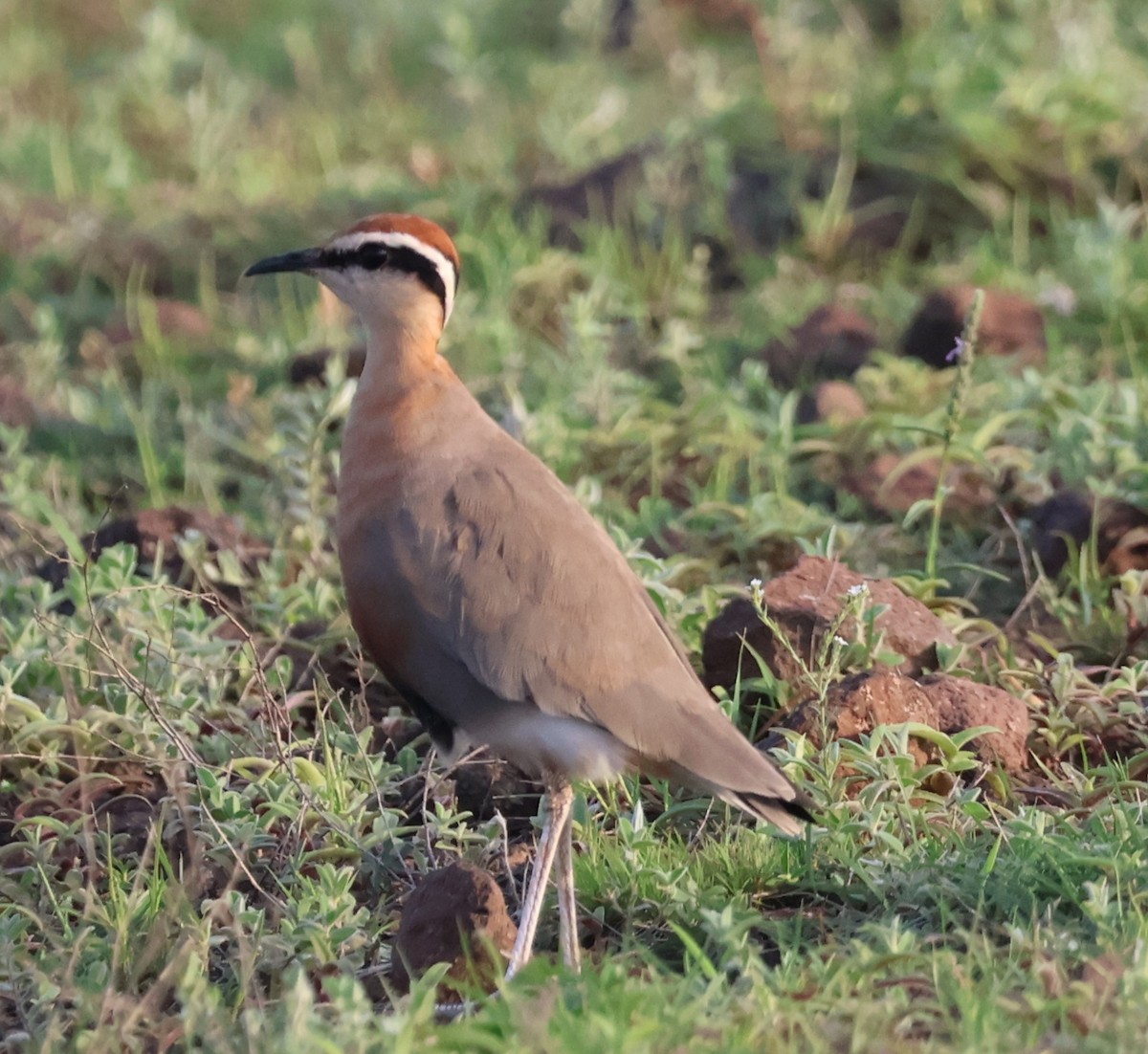 Indian Courser - ML640738316