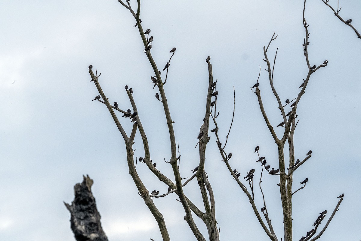 Tree Swallow - ML640738318