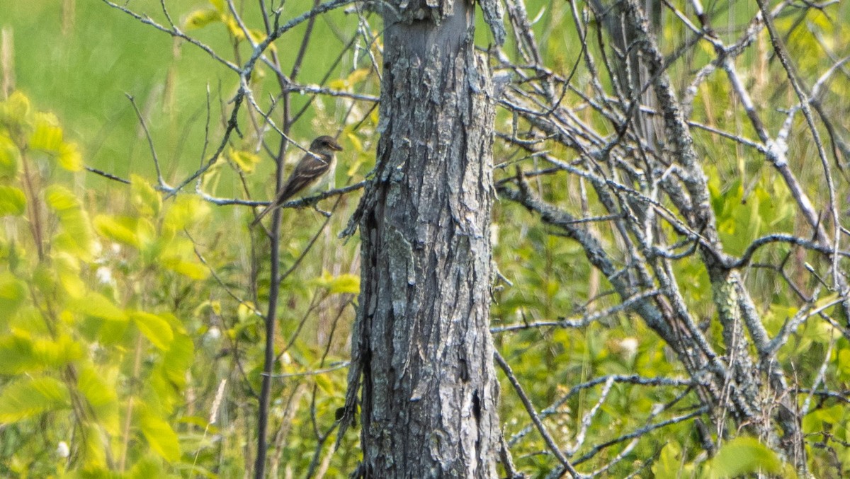 Alder Flycatcher - ML640738330