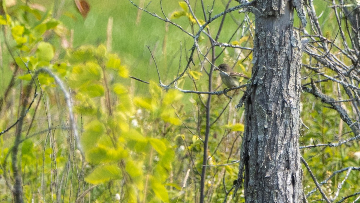 Alder Flycatcher - ML640738331