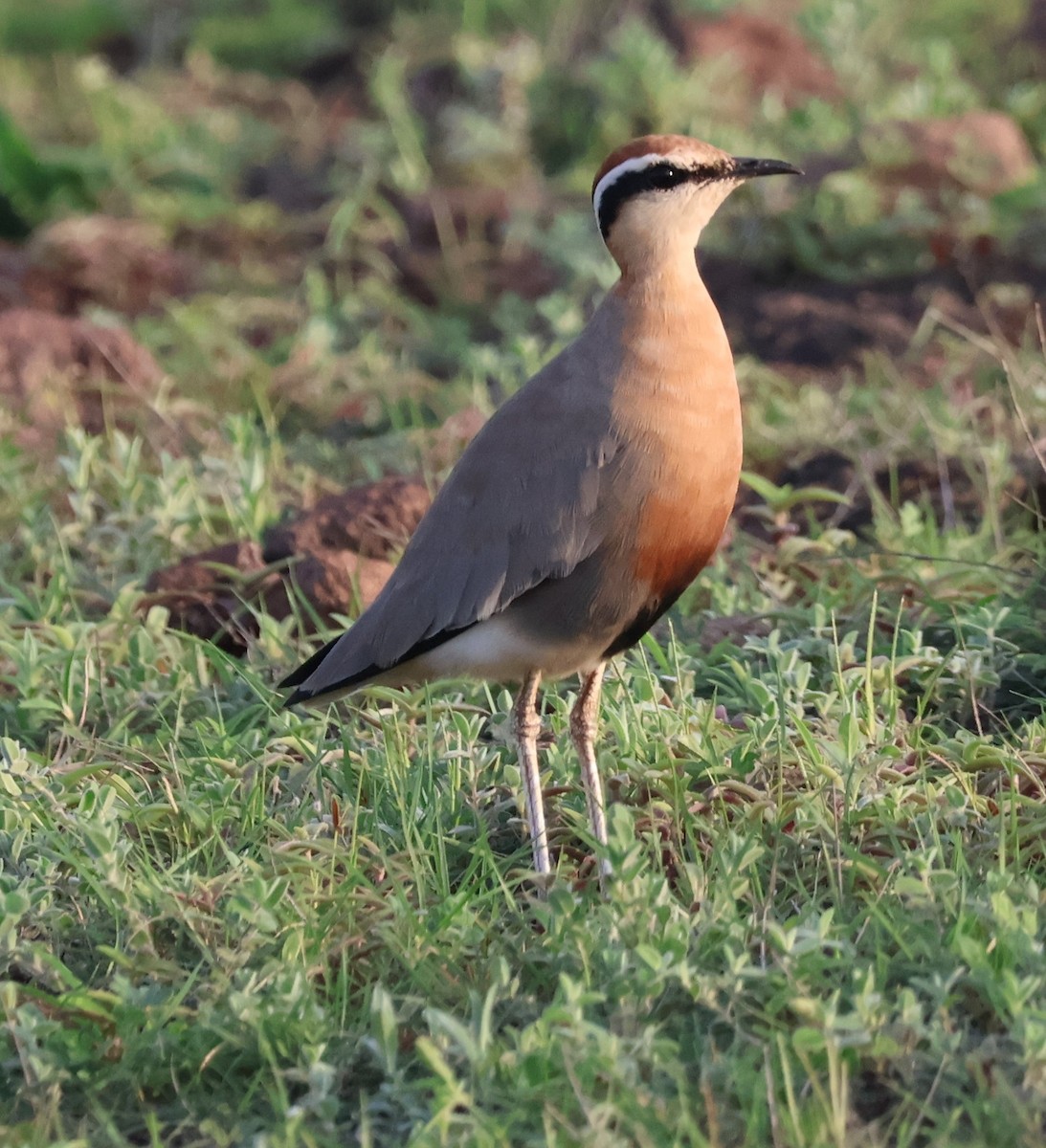 Indian Courser - ML640738333