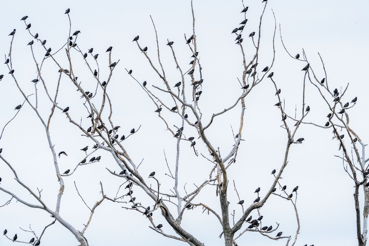 European Starling - ML640738358