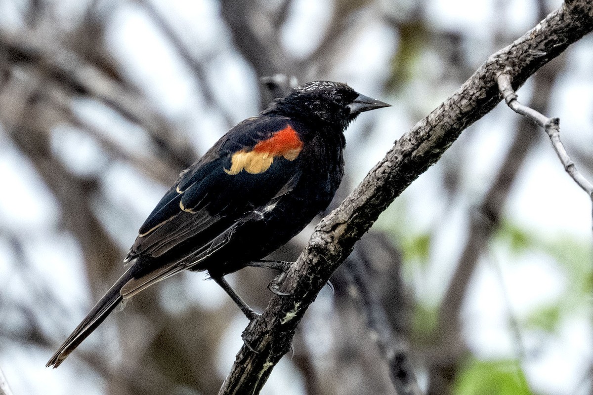 Red-winged Blackbird - ML640738387