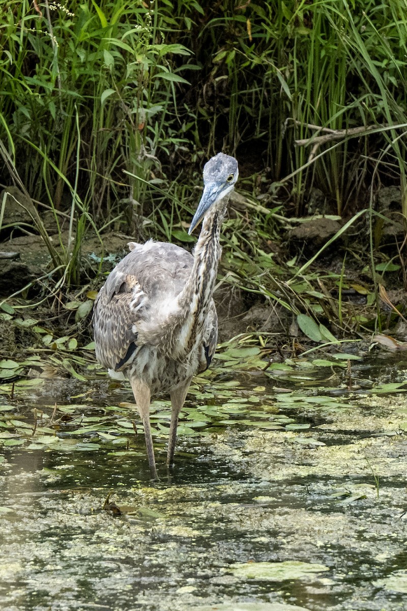 Great Blue Heron - ML640738420