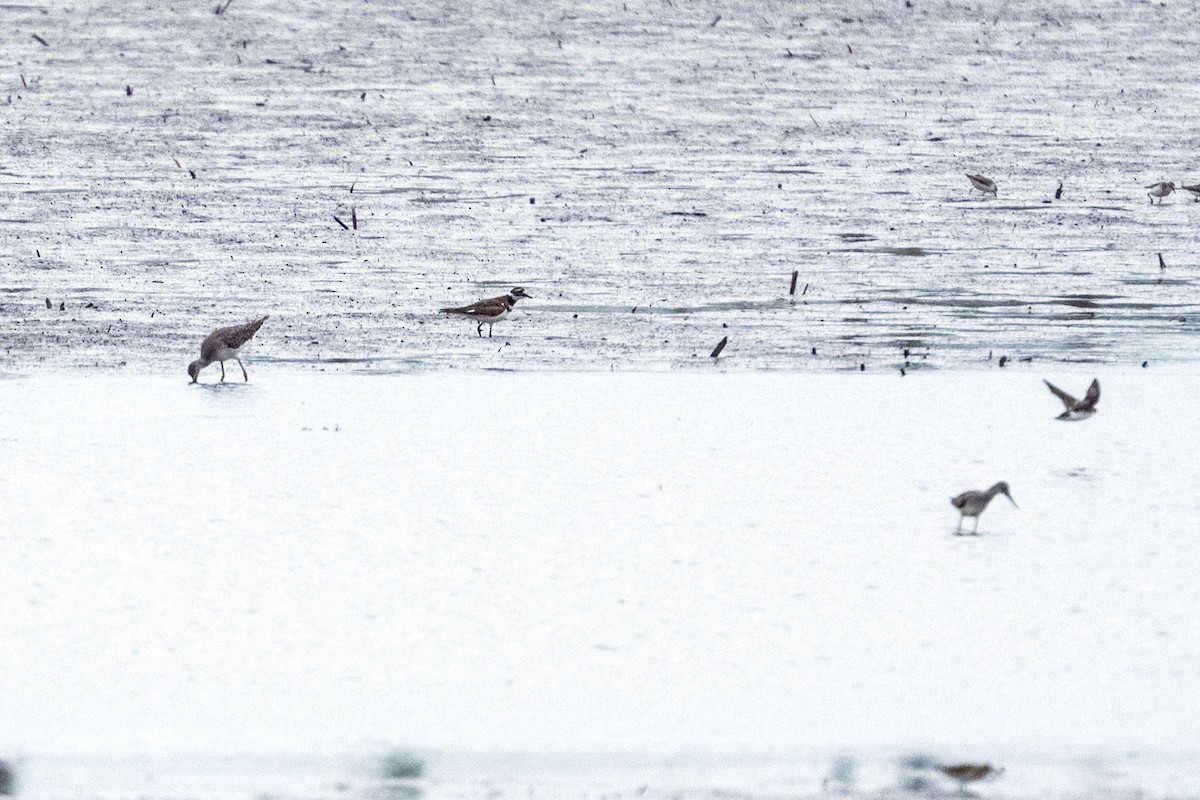 Lesser Yellowlegs - ML640738439