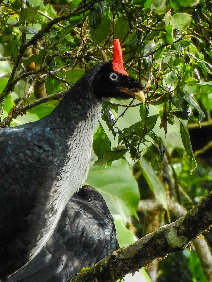 Pavón Cornudo - ML640738502