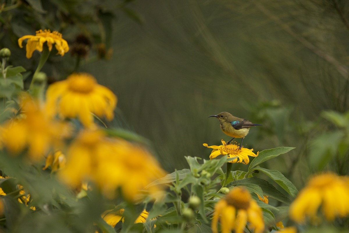 Variable Sunbird - ML640738509