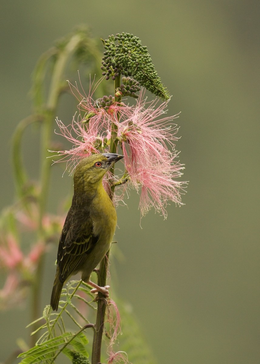 Village Weaver - ML640738511
