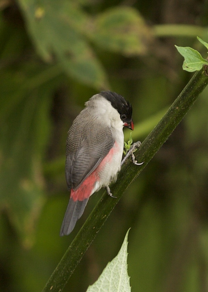 Black-crowned Waxbill - ML640738514