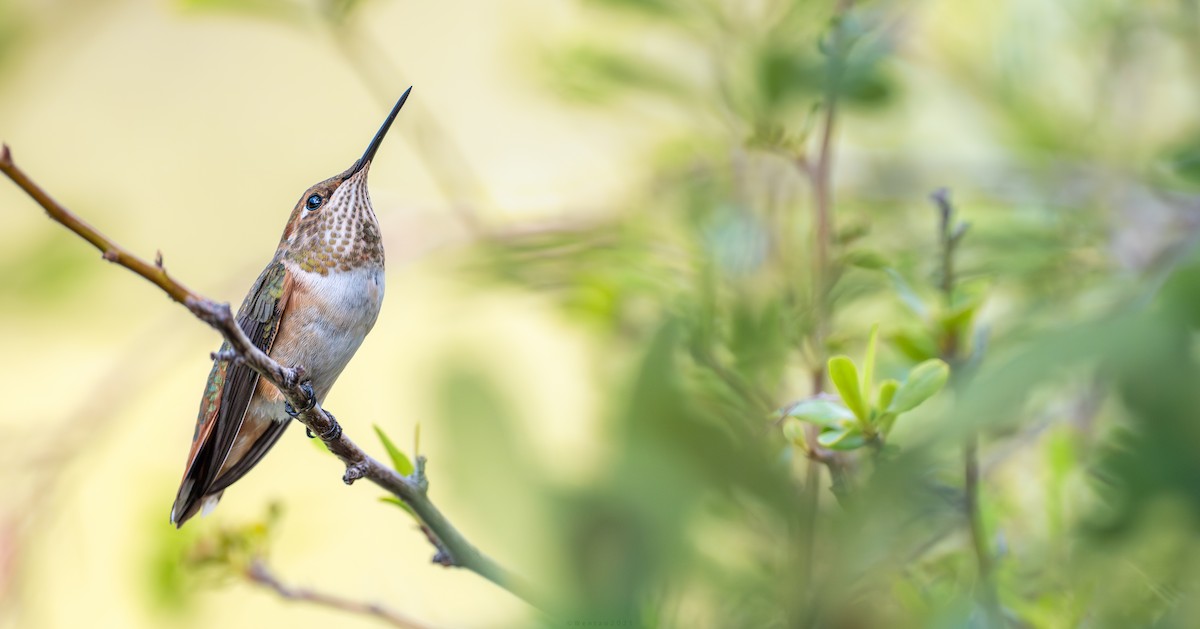 Рыжий колибри - ML640738544