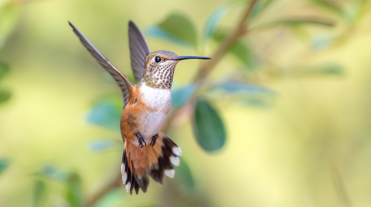 Рыжий колибри - ML640738545