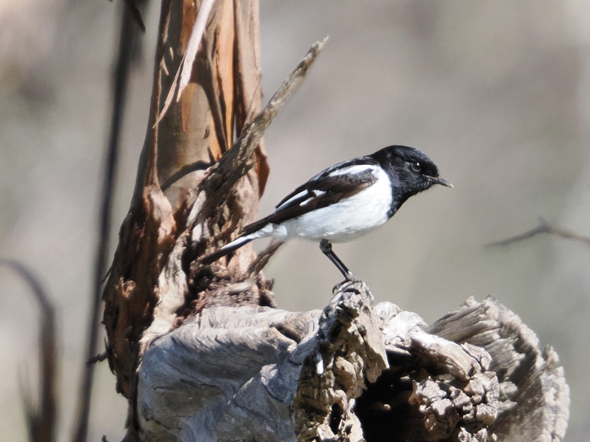 Hooded Robin - ML640738546
