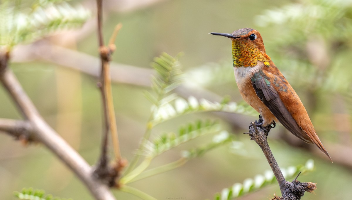 Рыжий колибри - ML640738566