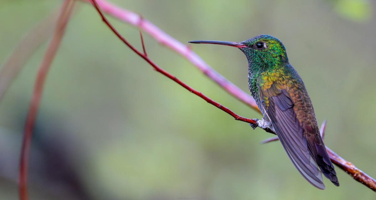 Broad-billed x Berylline Hummingbird (hybrid) - ML640738569