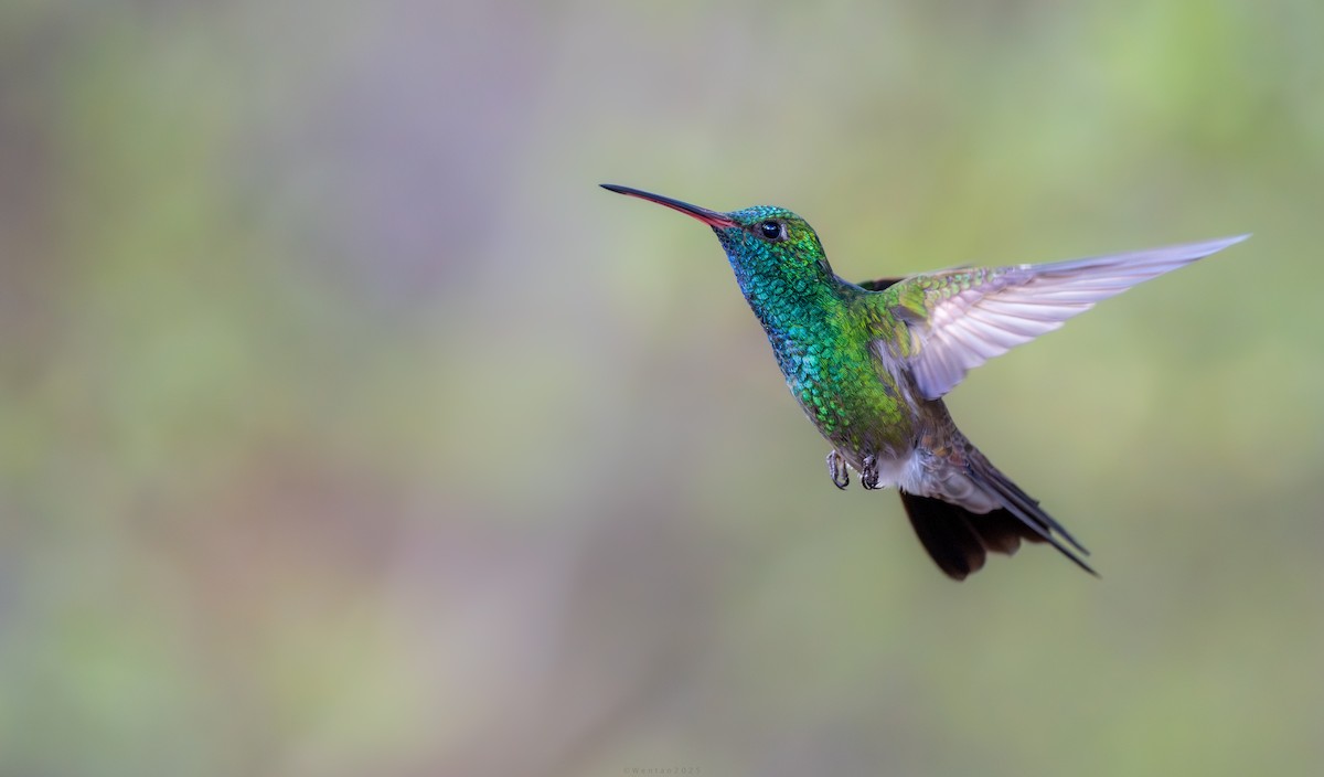 Broad-billed x Berylline Hummingbird (hybrid) - ML640738570