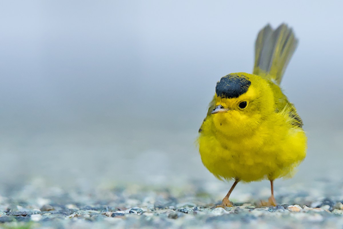 Wilson's Warbler - ML640738578