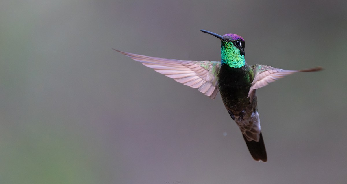 Колибри-герцог - ML640738580