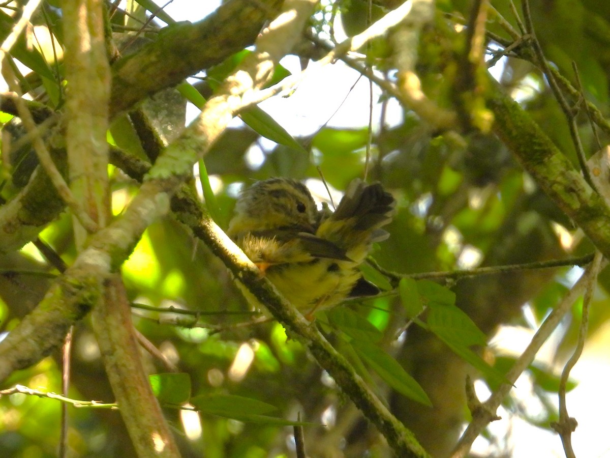 Three-striped Warbler - ML640738581