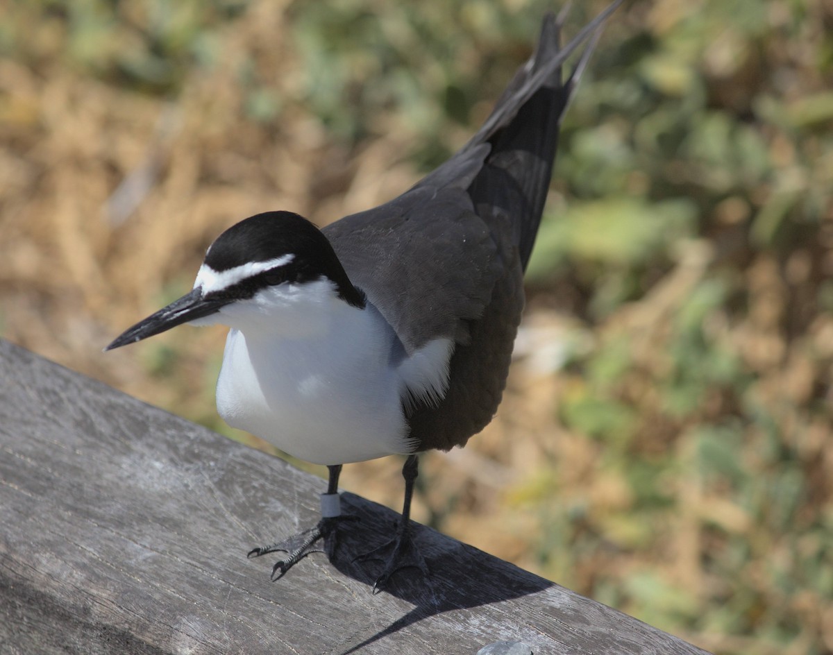 Bridled Tern - ML640738584