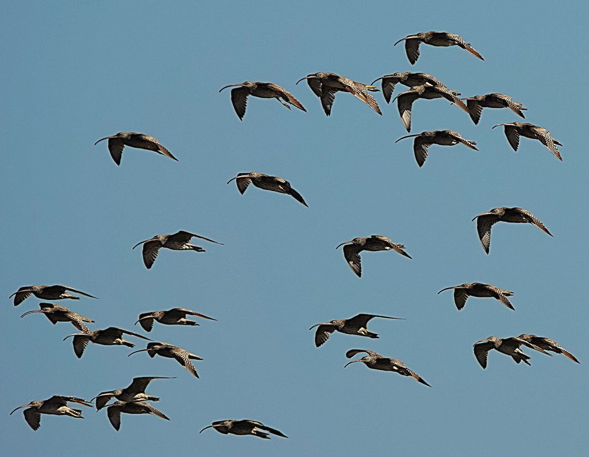 Far Eastern Curlew - ML640738593