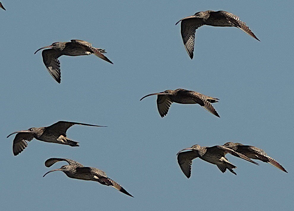 Far Eastern Curlew - ML640738596
