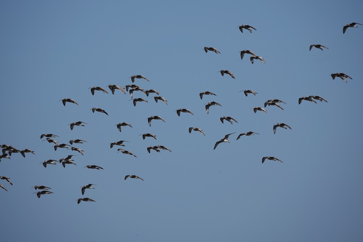Far Eastern Curlew - ML640738598