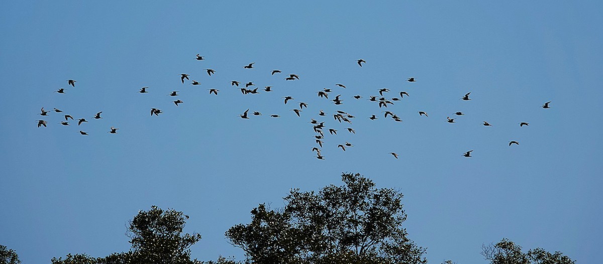 Far Eastern Curlew - ML640738600