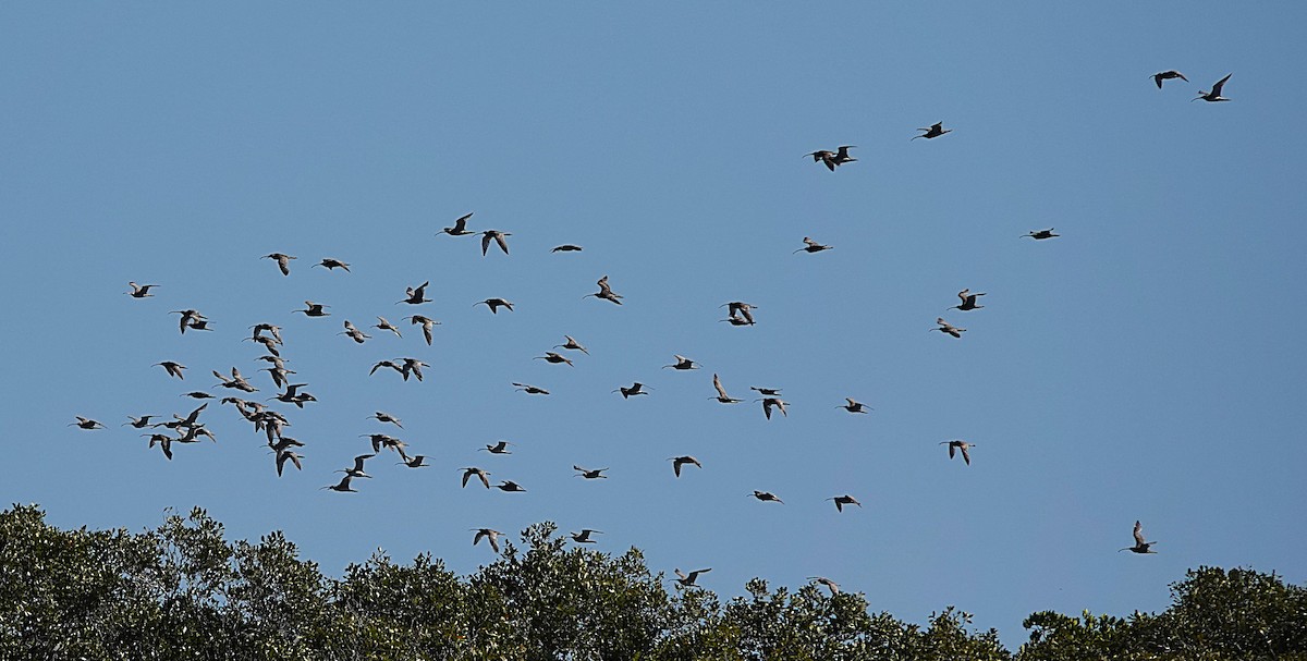 Far Eastern Curlew - ML640738610